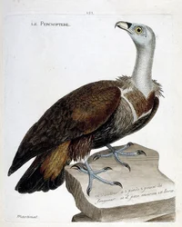 Wykres zoologiczny (ornitologia): percnoptere (sęp płowy lub fulvus gyps). Ilustracja w „Historii ptaków, namalowanych w ich pozornych i wrażliwych aspektach” Francois Nicolas Martinet (1731-1800). Prywatna kolekcja.