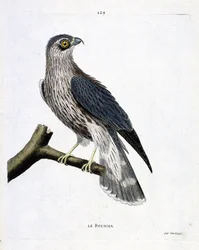 Wykres zoologiczny (ornitologia): skała (sokół emerillon lub falco colombarius) na gałęzi. Ilustracja w „Historii ptaków malowanych w ich pozornych i wrażliwych aspektach” Francois Nicolas Martinet (1731-1800). Prywatna kolekcja.