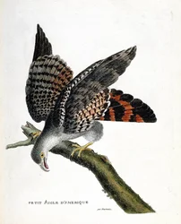 Mapa zoologiczna (ornitologia): mały amerykański orzeł (buffon busard lub circus buffoni) na gałęzi. Ilustracja w „Historii ptaków malowanych w ich pozornych i wrażliwych aspektach” Francois Nicolas Martinet (1731-1800). Prywatna kolekcja