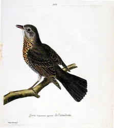 Wykres zoologiczny (ornitologia): drozd potocznie zwany kalandrotą na gałęzi. Ilustracja w „Historii ptaków, namalowanych w ich pozornych i wrażliwych aspektach” Francois Nicolas Martinet (1731-1800). Prywatna kolekcja.
