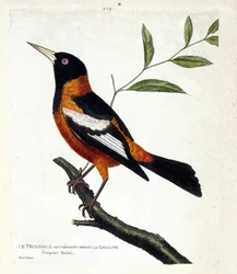Wykres zoologiczny (ornitologia): trupiale (troupiale oriole lub icterus icterus) na gałęzi. Ilustracja w „Historii ptaków, namalowanych w ich pozornych i wrażliwych aspektach” Francois Nicolas Martinet (1731-1800). Prywatna kolekcja.