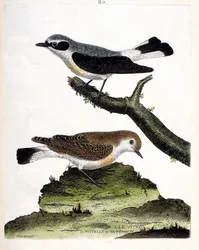 Wykres zoologiczny (ornitologia): witrec (lub motous) na gałęzi i jej samica (szypułka lub oenanth). Ilustracja w „Historii ptaków, namalowanych w ich pozornych i wrażliwych aspektach” Francois Nicolas Martinet (1731-1800). Prywatne C