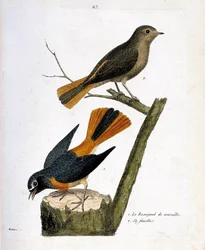 Tablica zoologiczna (ornitologia): kopciuszek na pniu drzewa i jego samica (kopciuszek z białym czołem, czyli Phoenicurus phoenicurus) na gałęzi. Ilustracja w dziele „Historia ptaków, malowanych w ich widocznych i wrażliwych aspektach” François Nicolasa
