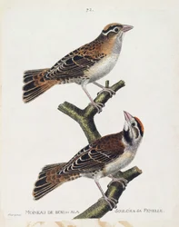 Wykres zoologiczny (ornitologia): wróbel lub płaskorzeźba (wróbel Hudson lub spizea arborea) i jego samica (wróbel z ulgą lub petronia petronia). Ilustracja w „Historii ptaków, namalowanych w ich pozornych i wrażliwych aspektach” Franco
