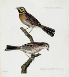 Wykres zoologiczny (ornitologia): od góry do dołu: Samiec i samica Wróbla Haskiego (zizi lub emberiza cirlus) na gałęzi. Ilustracja w „Historii ptaków malowanych w ich pozornych i wrażliwych aspektach” Francois Nicolas Martinet (1731-1800). Priv