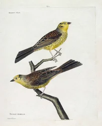 Wykres zoologiczny (ornitologia): od góry do dołu: Samce i samice Wróbla (Yellow Sparrow lub Emberiza citrinella). Ilustracja w „Historii ptaków, namalowanych w ich pozornych i wrażliwych aspektach” Francois Nicolas Martinet (1731-1800). Prywatny