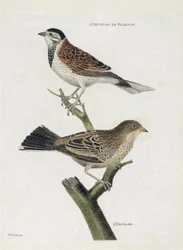 Wykres zoologiczny (ornitologia): od góry do dołu: Reed ortolan (Reed Sparrow lub Emberiza schoeniclus) i Ortolan (Ortolan Sparrow lub Emberiza hortulana) na gałęzi. Ilustracja w „Historii ptaków, namalowanych w ich pozornych i wrażliwych aspektach”