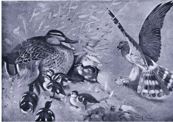 Bliska rzecz, Harrier i kaczka