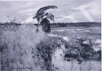 Jack Harnser-Heron