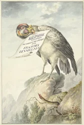 Sęp czubaty z kartką papieru w dziobie HISTOIRE NATURELLE DES OISEAUX DAFRIQUE (tytuł na obiekcie)