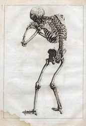 Grawerowanie w „”Anatomii abstrakcyjnej, dostosowanej do sztuki malarskiej i rzeźbiarskiej”” - „”Abrege d
