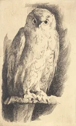Próbka: sowa