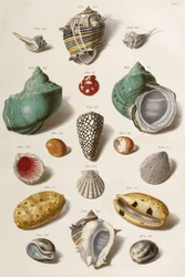 Różne muszle, 1758