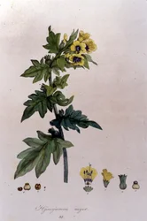 Z „Flora Monacensis” F. De Paola De Schrank. Monachium 1816.