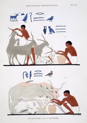 Trabalho veterinário, de um registro raro de afrescos de Tebas, registrado em 1819-1822 em sua segunda visita ao Egito por Frederic Cailliaud (1787-1869), litopolimento colorido
