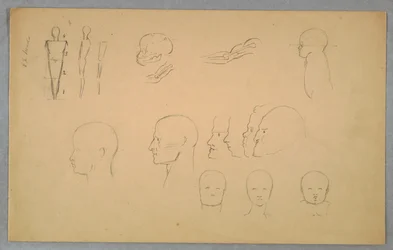 Studia anatomiczne