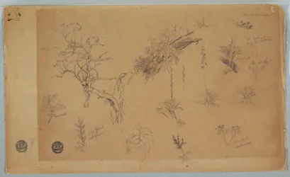 Rysunek, Grupa trzynastu studiów botanicznych z Kolumbii lub Ekwadoru, 1853 r.