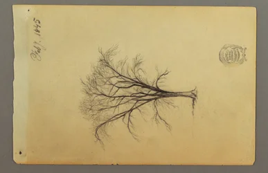Rysunek, Bezlistne drzewo, luty 1845 r.