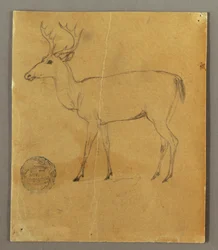 Rysunek przedstawiający stojącego jelenia, ok. 1850 r.