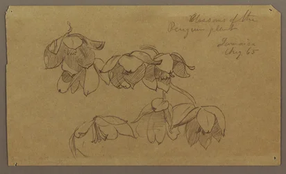 Rysunek, Kwiaty pingwiniego wzgórza, sierpień 1865 r.