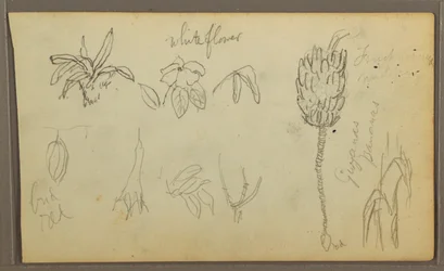 Rysunek, Szkice botaniczne, 1857 r.