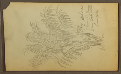 Rysunek, Szkice botaniczne, 1857 r.