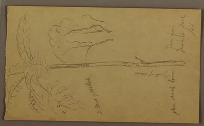 Rysunek, Szkice botaniczne, czerwiec 1865 r.