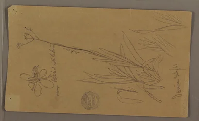 Rysunek, szkice botaniczne przedstawiające szczegóły rośliny, Jamajka, lipiec 1865 r.