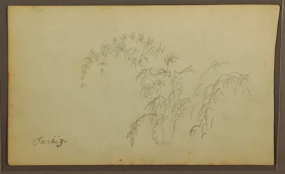 Rysunek, Szkice botaniczne; Verso: Szkice botaniczne, 1857 r.