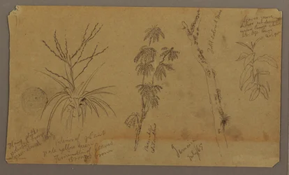 Rysunek, Szkice botaniczne; Verso: Chmury, lipiec 1865 r.