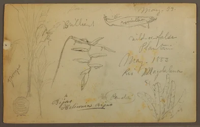 Rysunek, Szkice botaniczne z Rio Magalena, Kolumbia, maj 1853 r.