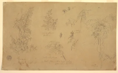 Rysunek, Szkice botaniczne, "w pobliżu Jorje", 23 lipca 1857 r.