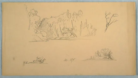 Rysunek, Szkice botaniczne: drzewo, drzewa na brzegu, wrzesień 1876 r.