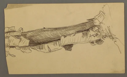 Rysunek, dolna część pnia martwego drzewa, 1877 r.