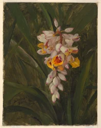 Rysunek "Cardamum", 1865 r.