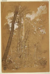Rysunek, Kasztanowce na Goat Island, Niagara River, Nowy Jork, sierpień 1858