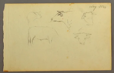 Rysunek, krowy, 1844