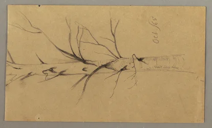 Rysunek, martwe drzewo, październik 1865 r.