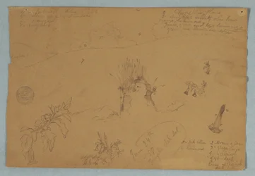 Rysunek, Rysunek.  Szkice botaniczne i chmur w pobliżu Quito, Ekwador, 24 czerwca 1857 r.