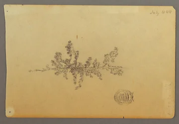 Rysunek, Wiecznie zielone drzewo, 1844 r.