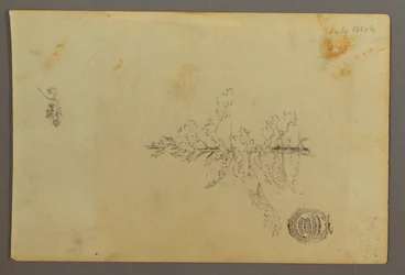 Rysunek, Wiecznie zielone drzewo, 1844 r.