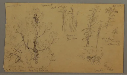 Rysunek, studia nad florą, 6 października 1865 r.