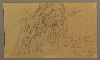 Rysunek, Wiszące korzenie, Galleway Hill, sierpień 1865 r.