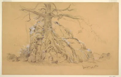 Rysunek, drzewo Königssee, 16 lipca 1868 r.