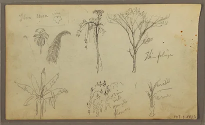Rysunek, Pejzaż, Guayaquil, Ekwador, 21 maja 1857 r.