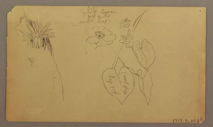 Rysunek, Pejzaż; Verso: Szkice botaniczne, 1865 r.