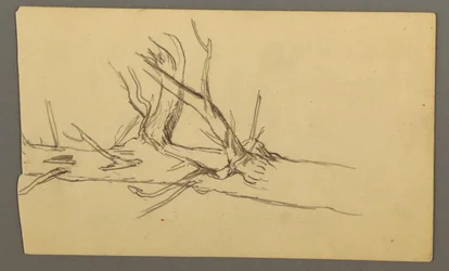 Rysunek, środkowa część pnia martwego drzewa, 1877 r.
