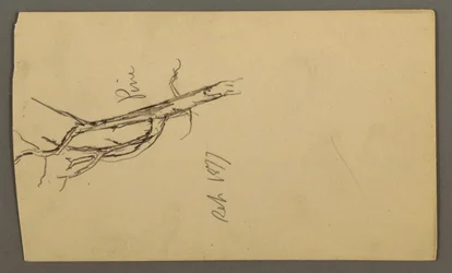 Rysunek, sosna, wrzesień 1877 r.