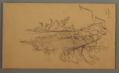 Rysunek, sosny, prawdopodobnie 1868 r.