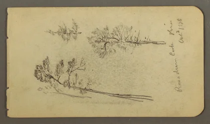 Rysunek, studium sosny, 1878
